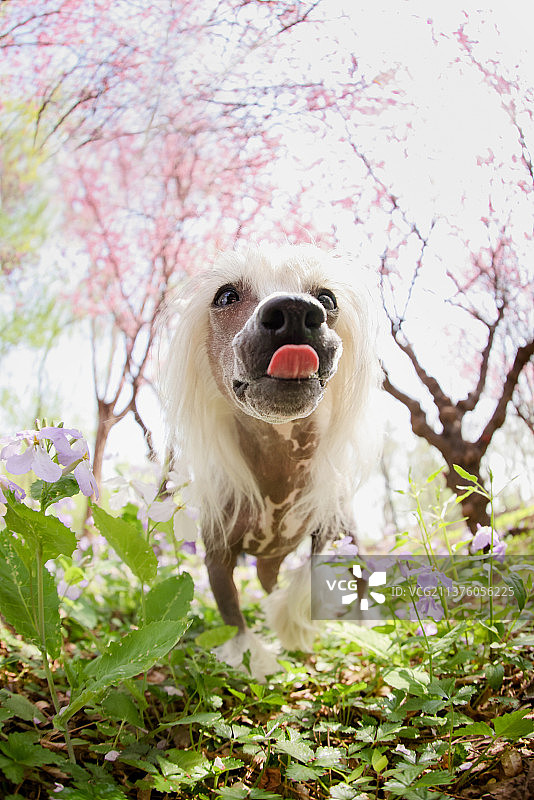 花海中的中国冠毛犬图片素材