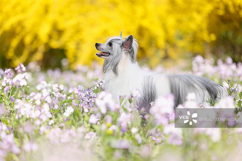 花海中的中国冠毛犬图片素材