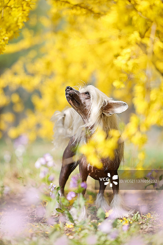 花海中的中国冠毛犬图片素材