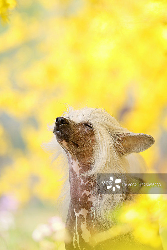 花海中的中国冠毛犬图片素材