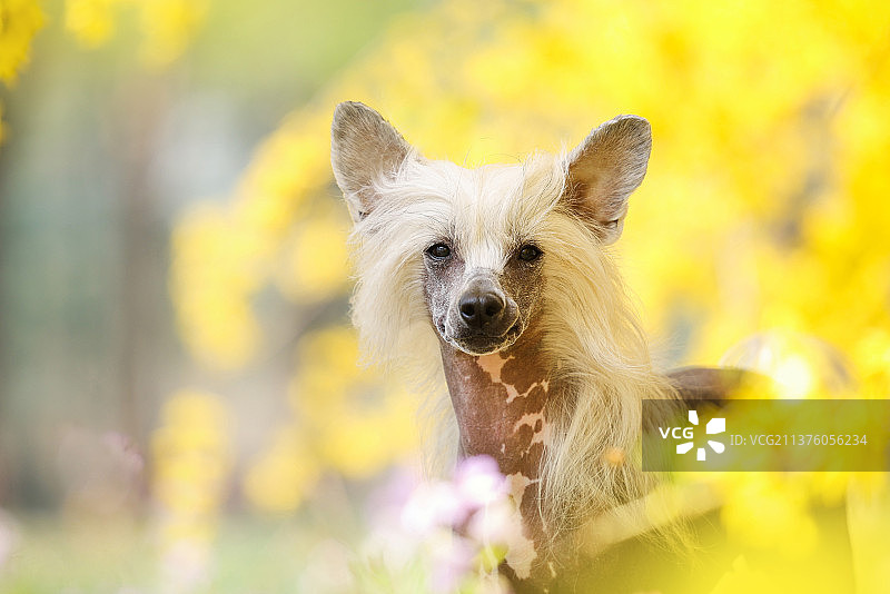 花海中的中国冠毛犬图片素材