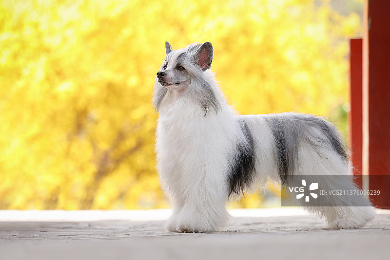 花海中的中国冠毛犬图片素材