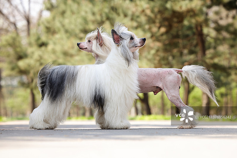 花海中的中国冠毛犬图片素材