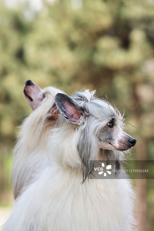 花海中的中国冠毛犬图片素材