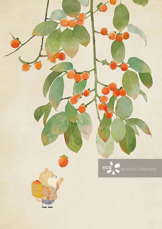 草本植物插画之君迁子图片素材