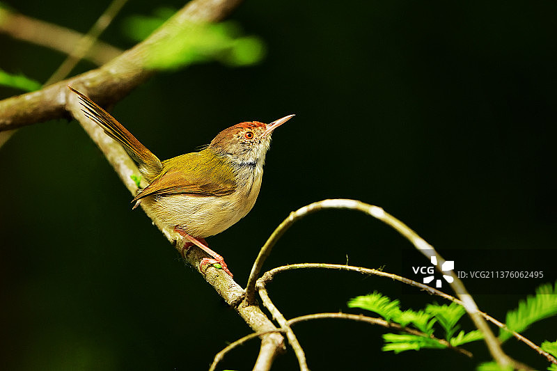 春天到了，长尾缝叶莺眼里有了光。图片素材