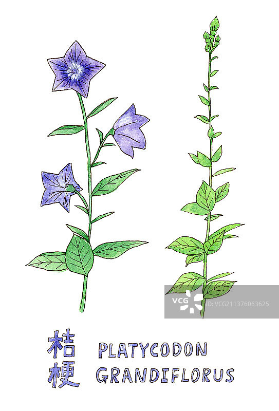 水彩手绘紫色桔梗植物花枝插画图图片素材