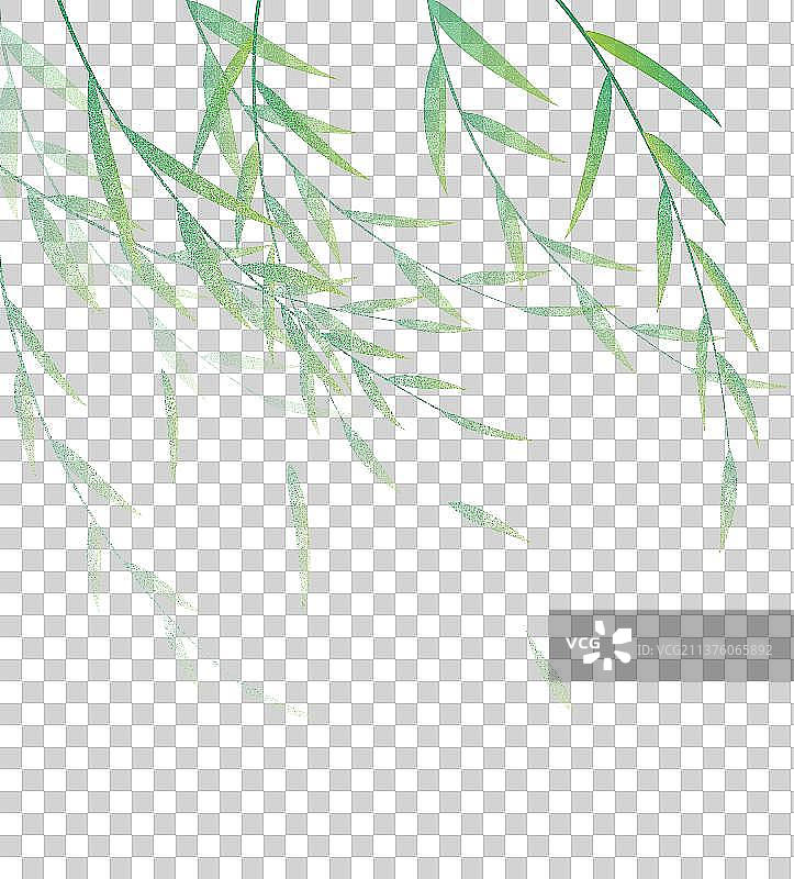 春天的垂柳枝柳树图片素材