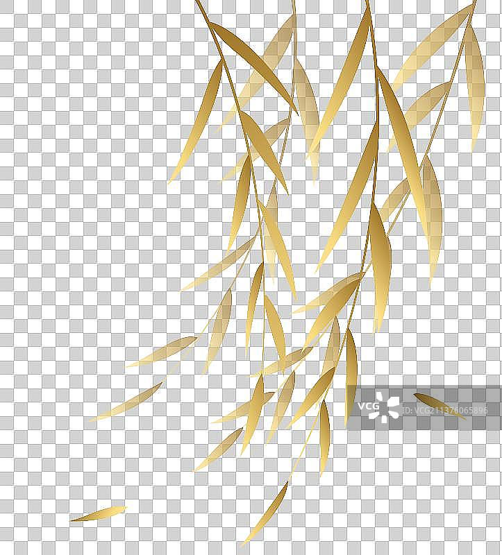 金色的垂柳枝柳树图片素材