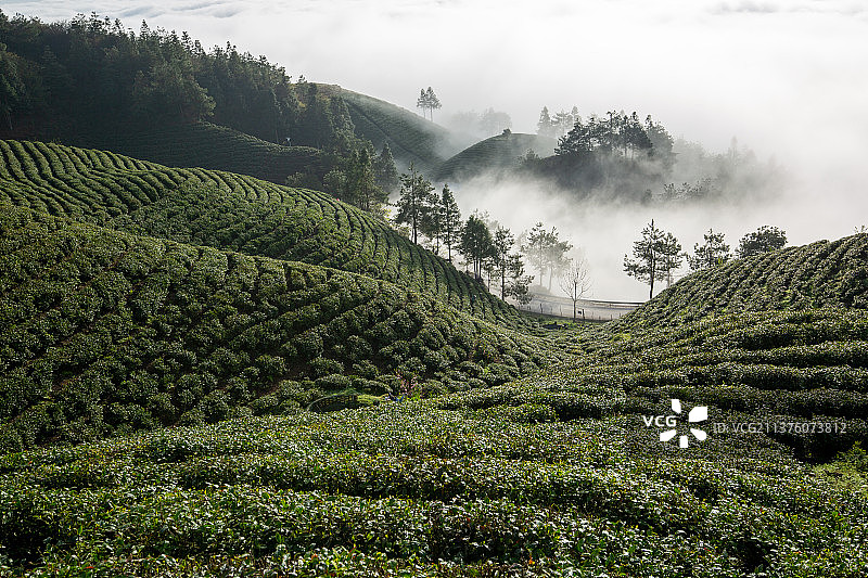 黔东南雷山县原生态茶场图片素材