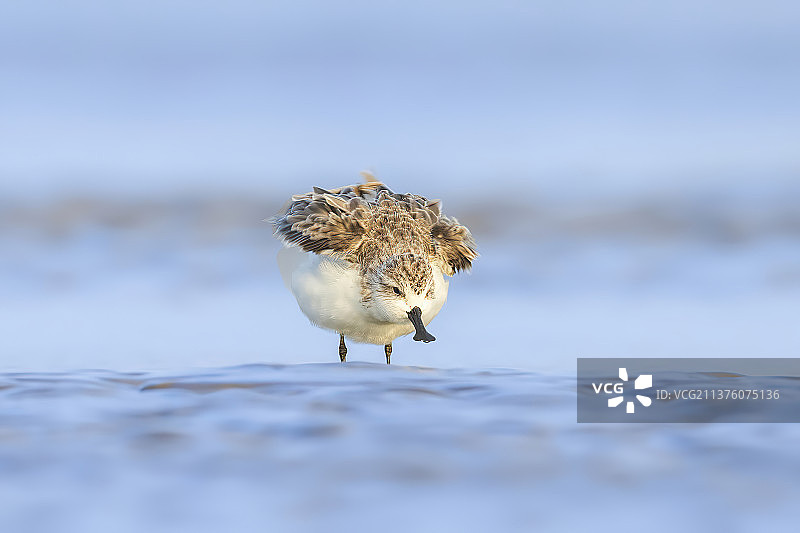 勺嘴鹬图片素材