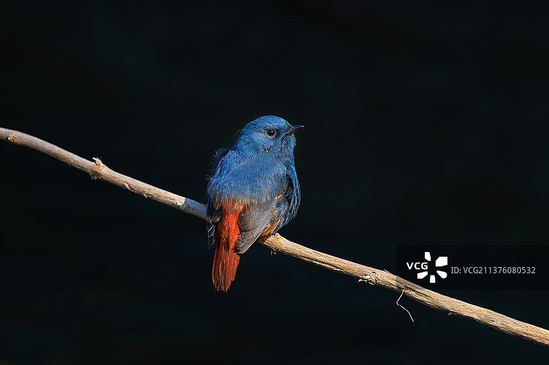 红尾水鸲 Plumbeous Water Redstart图片素材
