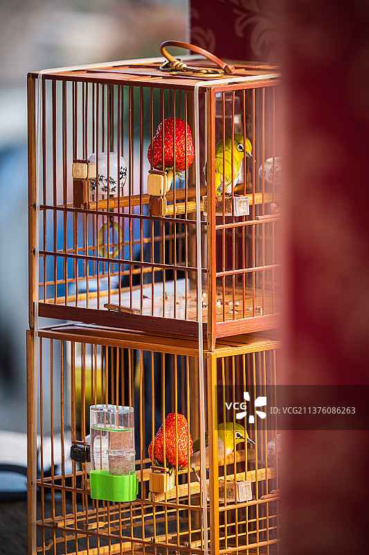 南京摄记|暗绿绣眼鸟（小相思）图片素材