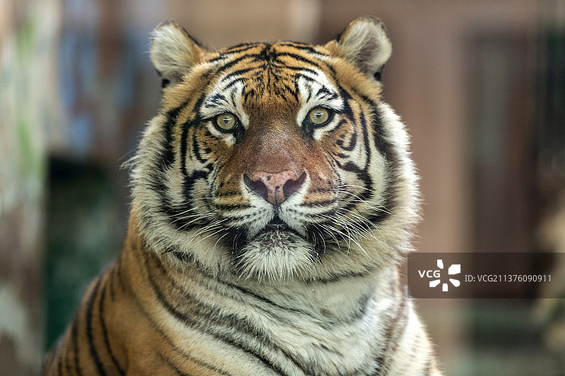 大型猫科动物老虎特写图片素材