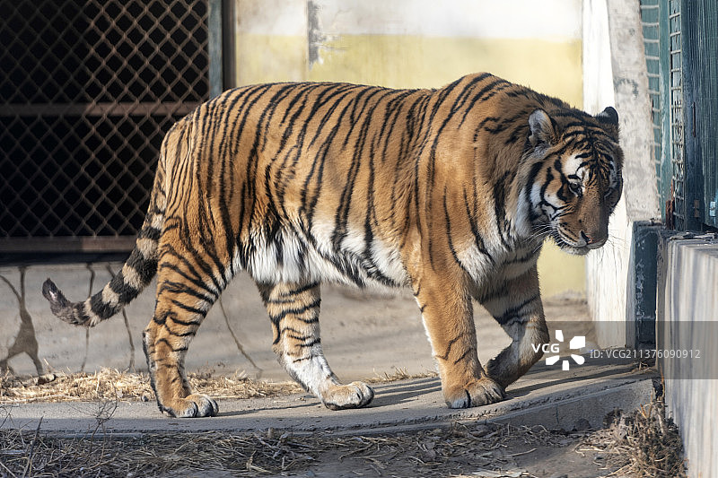 大型猫科动物老虎特写图片素材