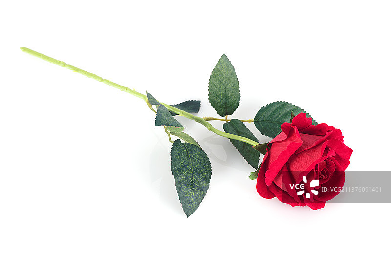 一支红色玫瑰花图片素材
