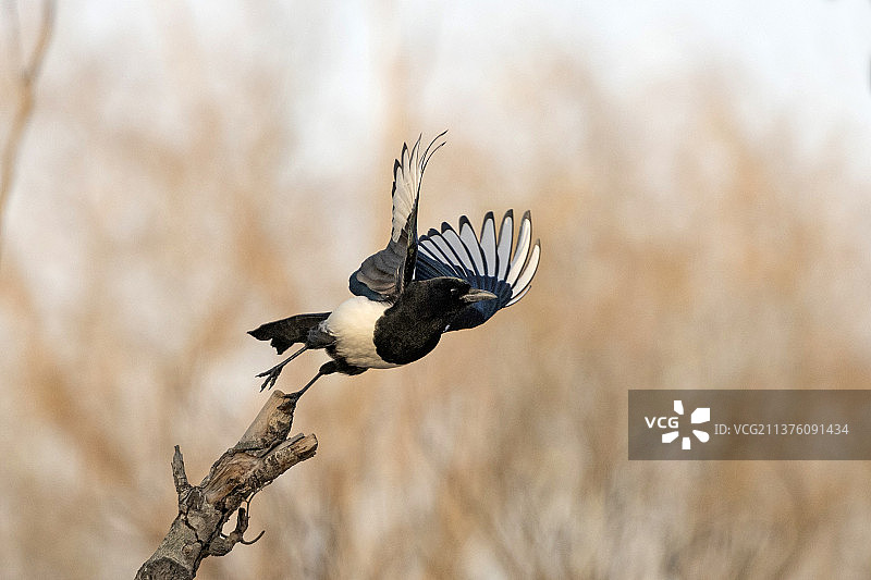 飞禽喜鹊在草地上特写图片素材