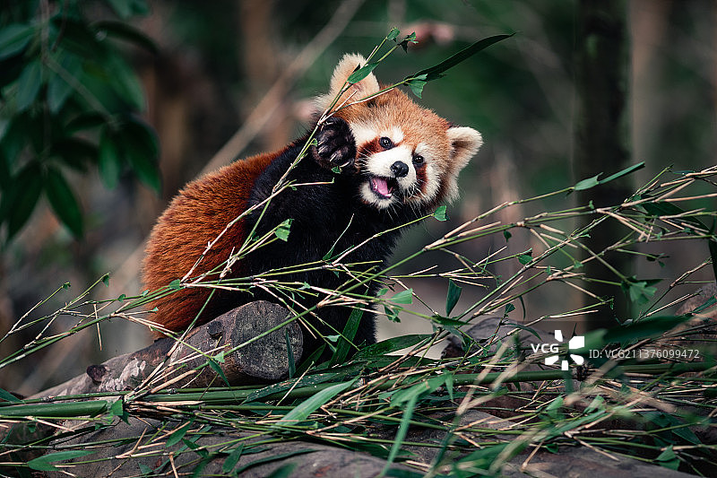小熊猫图片素材
