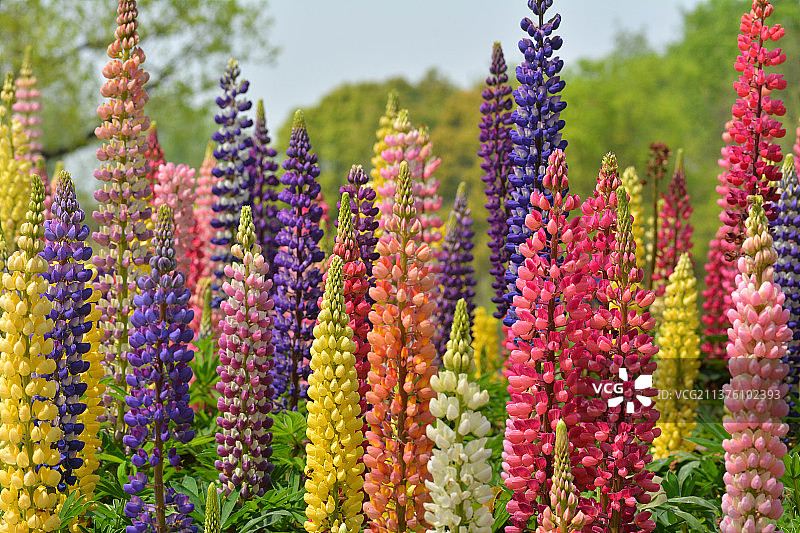 羽扇豆图片素材