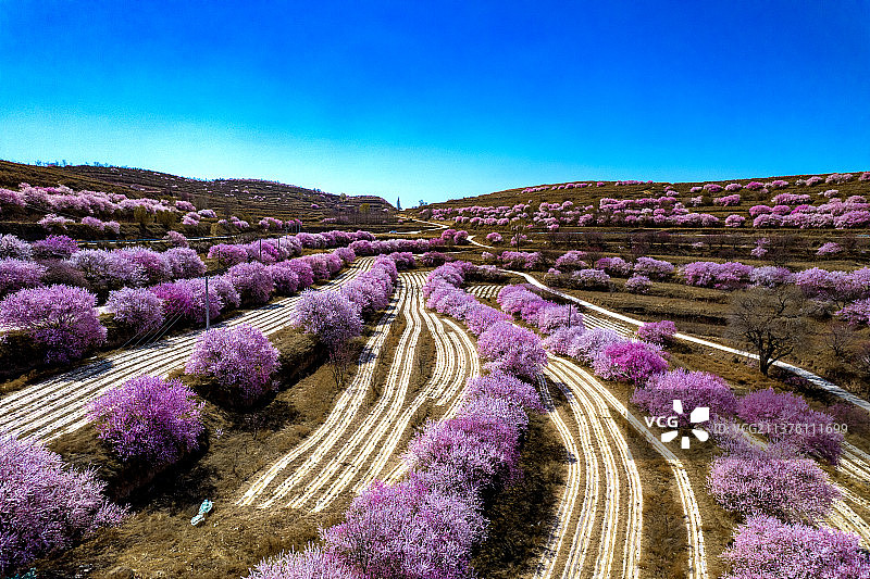 宁夏固原彭阳山花黄土高原绽放图片素材