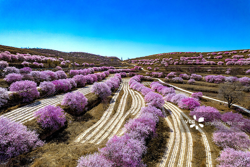 宁夏固原彭阳山花黄土高原绽放图片素材