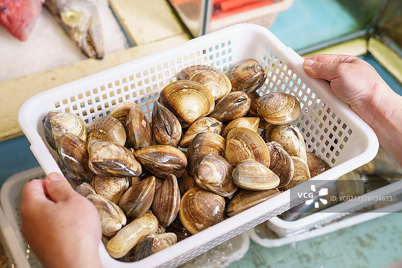 大花蛤图片素材