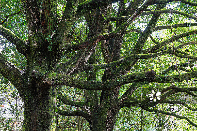 云南腾冲和顺古镇千手观音古树群图片素材