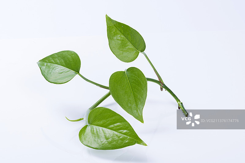 植物绿萝特写白色背景图片素材