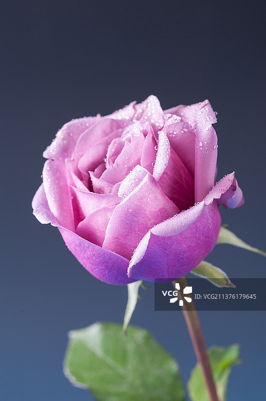 粉红色玫瑰花特写深色背景图片素材