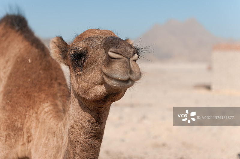 骆驼写真图片素材