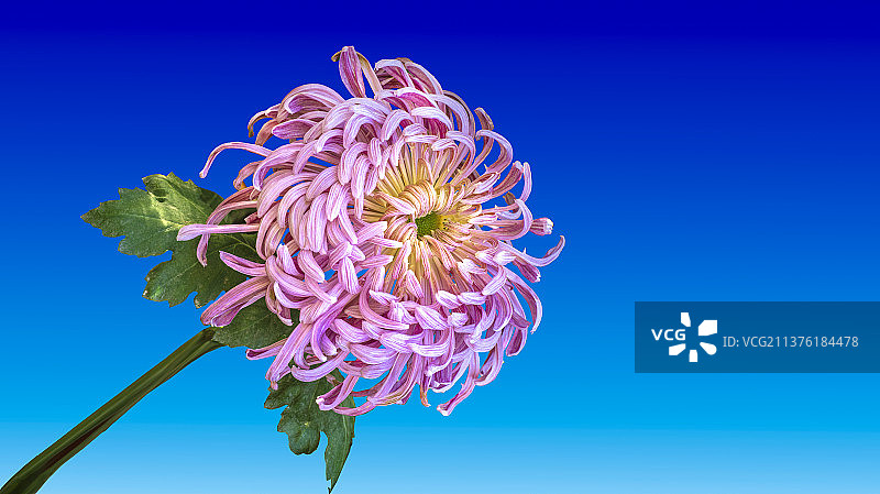 蓝天里粉红色菊花靓丽地绽放着Pink chrysanthemums are blooming bea图片素材