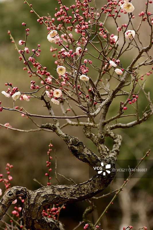 梅图片素材