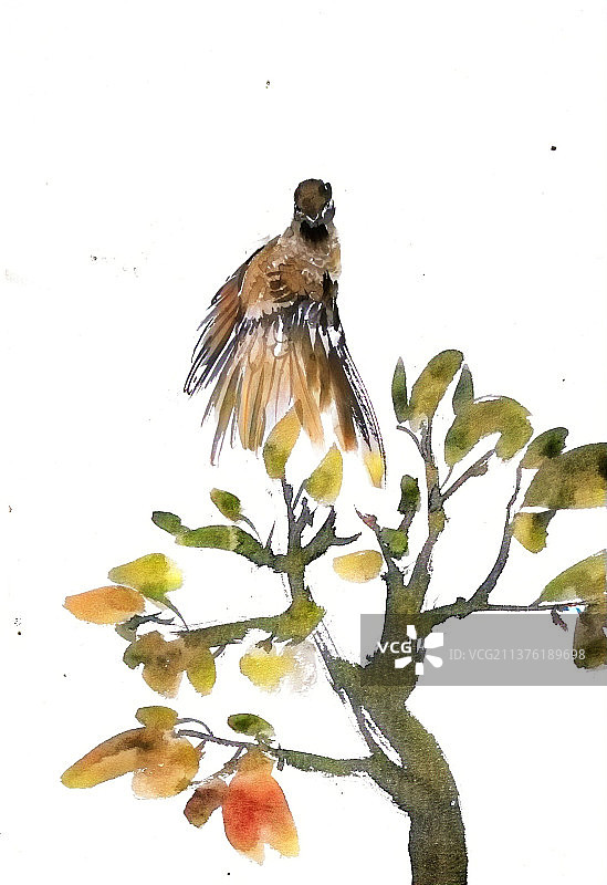 展翅的小鸟图片素材