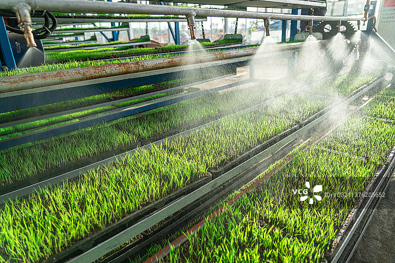 循环运动式育秧苗床图片素材