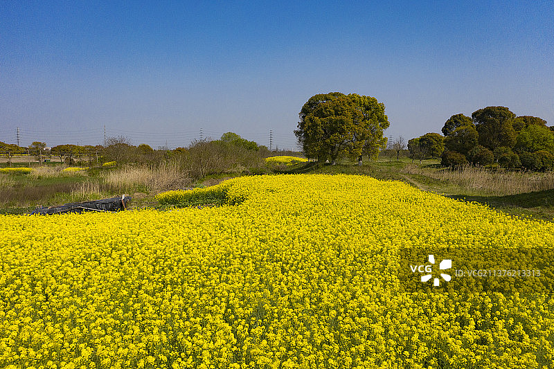 苏州漕湖油菜花海图片素材