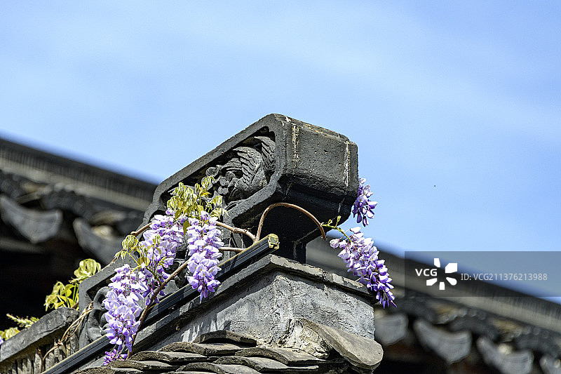 紫藤花开图片素材