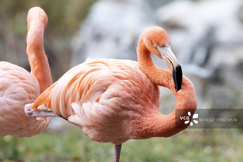 池塘中的火烈鸟特写图片素材