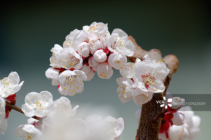 春天的杏花图片素材