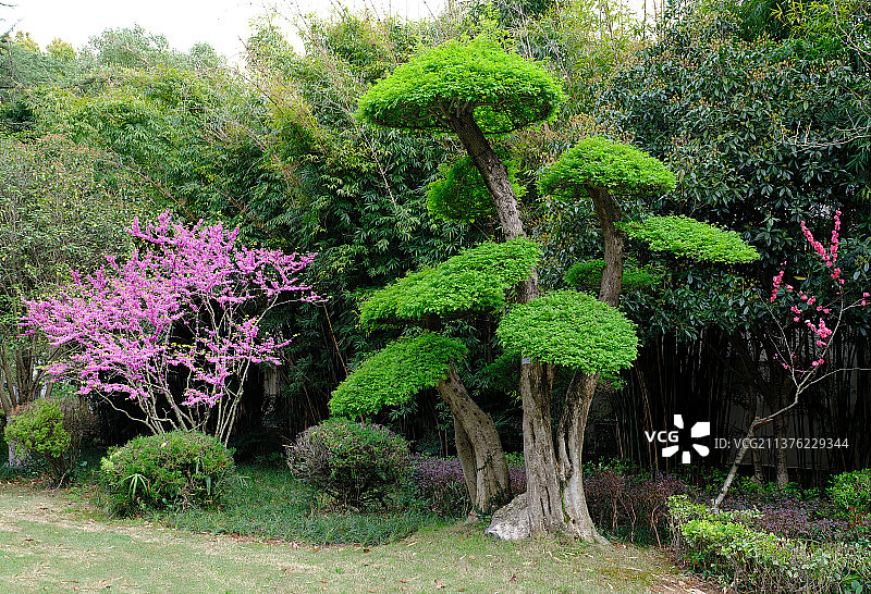 对接白蜡图片素材