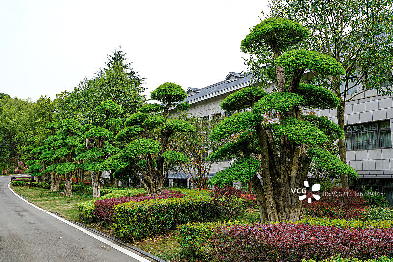 对接白蜡图片素材