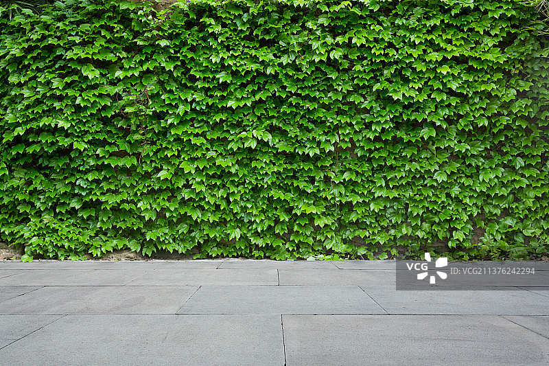 墙壁上的爬山虎与砖地图片素材
