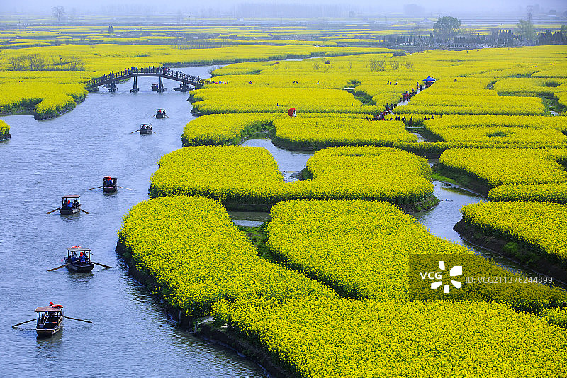 兴化千垛油菜花图片素材