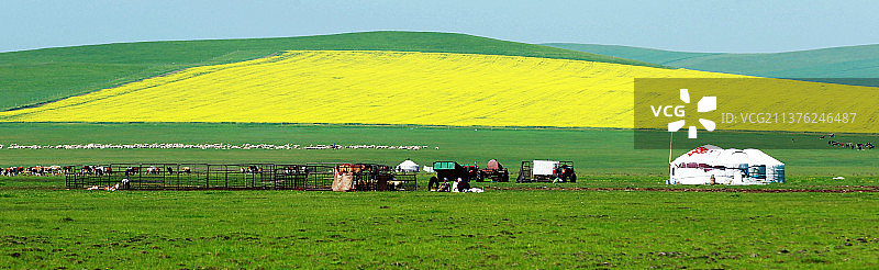 草原油菜花海图片素材