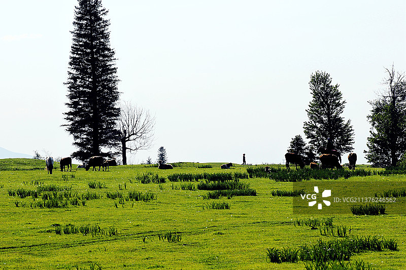 高山草原图片素材