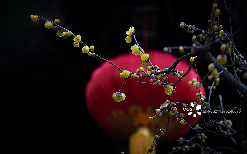 腊梅、梅花图片素材