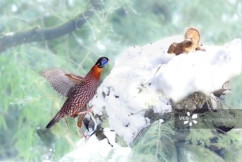 【争地盘儿】图片素材