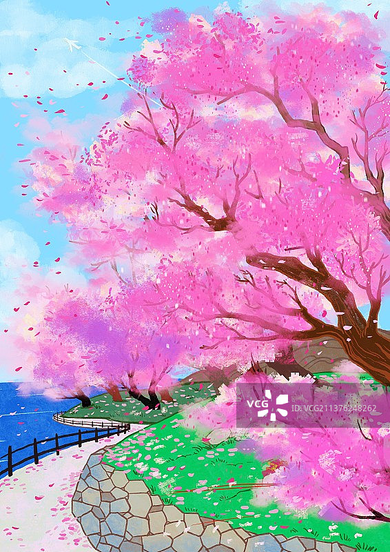 山坡上的樱花图片素材