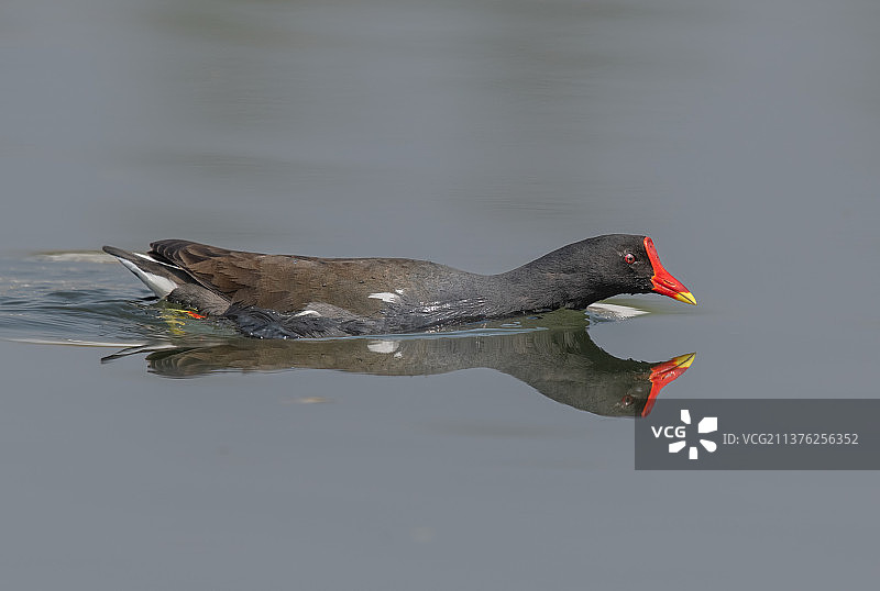 攻击态的黑水鸡图片素材