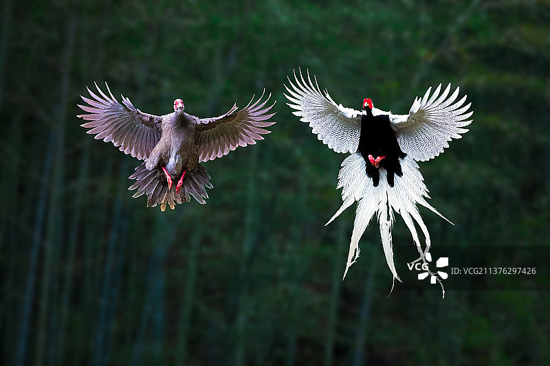 白鹇:雄雌双飞图片素材