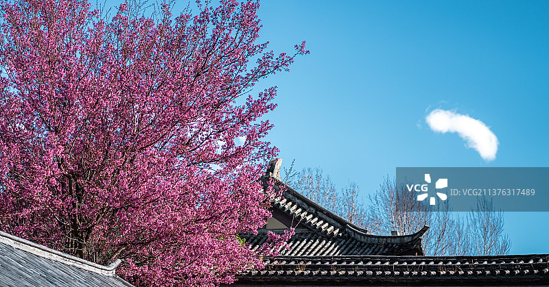 大理樱花图片素材